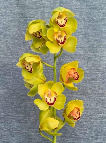 VARA DE ORQUÍDEA CYMBIDIUM