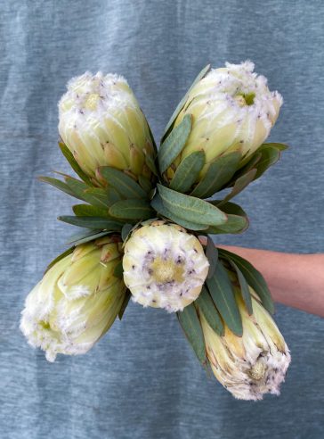 PROTEAS WHITE OWL